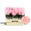 product/img.floraplaza.nl/ROHA6-LIVE_fotos-0xDA96E3DC6A622BC8BA543C9420D10AA02B48F1EA.jpg
