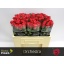 product/img.floraplaza.nl/RORC5-LIVE_fotos-0x74BD2968D172A3C182F4E3B5B331EC2A6E0420A7.jpg