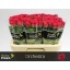 product/img.floraplaza.nl/RORC6-LIVE_fotos-0x45F22B3A889D21B36B550DEBA38B72DCE87F7773.jpg