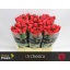 product/img.floraplaza.nl/RORC6-LIVE_fotos-0xC54197A93E88A7FF2C5B0529ED42CA3964016FCE.jpg