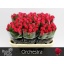 product/img.floraplaza.nl/RORC7-LIVE_fotos-0x5087FB663D5594B0BE9CACAA0261499526CFCAF7.jpg