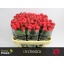 product/img.floraplaza.nl/RORC7-LIVE_fotos-0x708835A76488A31C4B0A38330568FCEA192E3A51.jpg