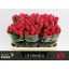 product/img.floraplaza.nl/RORC7-LIVE_fotos-0xDDE24B5893039AA75FB7F5235E6AE6915B18425A.jpg