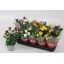product/img.floraplaza.nl/ROS12-LIVE_fotos-0xE32ED30C67C6E3A92DCFF66279E42D9704DDDF32.jpg