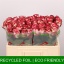 product/img.floraplaza.nl/RPAL5-LIVE_fotos-0x1249C29981D8DF6B6D9C95B860E8C6C0AD892411.jpg