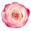 product/img.floraplaza.nl/RPAL5-LIVE_fotos-0xABD63E7AE07833B9282334477059E5852C99ACFB.jpg