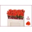 product/img.floraplaza.nl/RPAT5-LIVE_fotos-0xBBD7C131915DE868A6859070AF8F6AECC148E5B4.jpg