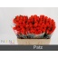 product/img.floraplaza.nl/RPAT5-LIVE_fotos-0xE0F94AB1C80DC6E9B78248059412585CDE9D4023.jpg