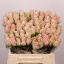product/img.floraplaza.nl/RPATH4-LIVE_fotos-0x53DDF880DB5EF53F503C31CC8747CE84BC79C8DE.jpg