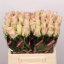 product/img.floraplaza.nl/RPATH4-LIVE_fotos-0x9A36EF500410590F8755BB92ECCFF7477C0267CF.jpg