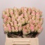 product/img.floraplaza.nl/RPATH4U-LIVE_fotos-0x4AC43C2450F5BC858AFFBE7AF7A67321CD430D6B.jpg