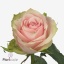 product/img.floraplaza.nl/RPATH5N-ART_fotos-VBN-vbn117287.jpg