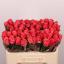 product/img.floraplaza.nl/RPIN5-LIVE_fotos-0x2A6779BF7328222C5FD6DF643451E0A0CB3FD67C.jpg