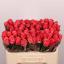 product/img.floraplaza.nl/RPIN5-LIVE_fotos-0x44301D283233EB5770871838B45BBC7610E46685.jpg