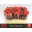 product/img.floraplaza.nl/RPIN5-LIVE_fotos-0x4C31C079EDBB60A0DB6A403C77552D2F3D7082AF.jpg