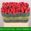 product/img.floraplaza.nl/RPIN6-LIVE_fotos-0x3D05790F178BE276A98D13F349FA2254DECBAA0F.jpg