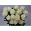 product/img.floraplaza.nl/RPLAB5-LIVE_fotos-0xE6218D244A3527009CFBA8C90B680FCB9EB00E49.jpg