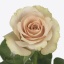 product/img.floraplaza.nl/RQUI5-ART_fotos-VBN110000-vbn118586.jpg
