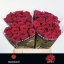 product/img.floraplaza.nl/RRED4N-LIVE_fotos-0x382CF57D37EAFE399D6E987B6D56D15DD593931E.jpg