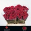 product/img.floraplaza.nl/RRED4N-LIVE_fotos-0x513A7B720693A0CE53F9DCFAE328C376284606A0.jpg