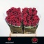 product/img.floraplaza.nl/RRED4N-LIVE_fotos-0x83694B7D6B299E335DFEDA7B01F28B0D9CDBB537.jpg