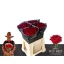product/img.floraplaza.nl/RRED4N-LIVE_fotos-0xD2DB2F93CA90E5EEEFC291B235E9F74EA3717A2B.jpg