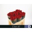 product/img.floraplaza.nl/RRED55N-LIVE_fotos-0xCE772D60D59EFC2B484BA30A18820917602DAF2D.jpg