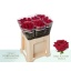 product/img.floraplaza.nl/RRED55N-LIVE_fotos-0xF8868925FD2A096EAD895D7FF0B906356E364508.jpg