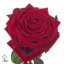 product/img.floraplaza.nl/RRED5N-ART_Fotos-VBN-vbn27157.jpg