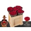 product/img.floraplaza.nl/RRED5N-ASSORTI_fotos-MVA-Porta Nova NaomisWildWest_low-4.jpg
