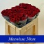 product/img.floraplaza.nl/RRED5N-LIVE_fotos-0x2B070C69A8BDB0F925A4205C1CD41B424F476EA8.jpg