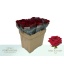 product/img.floraplaza.nl/RRED5N-LIVE_fotos-0x78B8F173CA891AC6D9F311994ACE9E7518286287.jpg