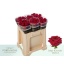 product/img.floraplaza.nl/RRED5N-LIVE_fotos-0x81F11CADE0D0027422101082EDAD7657957A9E74.jpg
