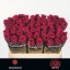 product/img.floraplaza.nl/RRED5N-LIVE_fotos-0xC3F47EFC9319CEC1810F4EEABDFE0C9E8502B6E0.jpg