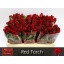 product/img.floraplaza.nl/RRED5T-LIVE_fotos-0x48EB6C98817DF684F29B70990BE3BBEE3866E253.jpg
