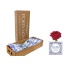 product/img.floraplaza.nl/RRED7-LIVE_fotos-0x439E9BFD88C0D7592B2A0FEABB49E28404E6AC72.jpg
