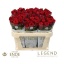 product/img.floraplaza.nl/RRED7-LIVE_fotos-0x8CA0BCF73A58827E46AC3F9707CAD35155022BAE.jpg