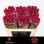 product/img.floraplaza.nl/RRED7-LIVE_fotos-0xC0920E92184D4243857C1B8C2A076F17F4CAE695.jpg