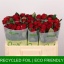 product/img.floraplaza.nl/RREDTAC4-LIVE_fotos-0xD8750EDFC57DBFB35D2A36928A868C114DA898A7.jpg
