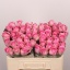 product/img.floraplaza.nl/RREV5-LIVE_fotos-0x0EE4B4400B13B48C6239D83FEF9143AE24C49307.jpg