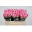 product/img.floraplaza.nl/RREV5-LIVE_fotos-0x56E8D4A2FE0885F9C60B4C71137A7F4C283DCA5C.jpg