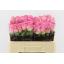 product/img.floraplaza.nl/RREV5-LIVE_fotos-0x822AB6F8837F121D915A39F582753FF35BBC23FD.jpg