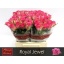 product/img.floraplaza.nl/RROY4-LIVE_fotos-0x122AB8250C75640105969A9C27E3CBE57C82B83F.jpg