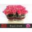 product/img.floraplaza.nl/RROY4-LIVE_fotos-0x88CC5F441287B44C3583176591407DB8CDDD4244.jpg