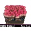 product/img.floraplaza.nl/RROY4-LIVE_fotos-0xA7129F5C36BE3C6C58D02B08CCB33A4E41E2BF7E.jpg