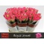 product/img.floraplaza.nl/RROY6-LIVE_fotos-0xD2594F8C3ED3CB16BA16CDFA7692ACBA5B0901FC.jpg