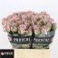 product/img.floraplaza.nl/RSAM4B-LIVE_fotos-0x606B328A21986BCE0F100A107C212E87D835C55D.jpg