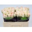 product/img.floraplaza.nl/RSEN5-LIVE_fotos-0xBD3D442D88916A840FB2C13C1EB2BD1F91B0B00A.jpg