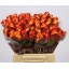 product/img.floraplaza.nl/RSILA4-LIVE_fotos-0xF6631CD3976CAF8785AA98B00B09F16A2E51248E.jpg
