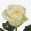product/img.floraplaza.nl/RSNO6-ART_Fotos-VBN-vbn119099.jpg